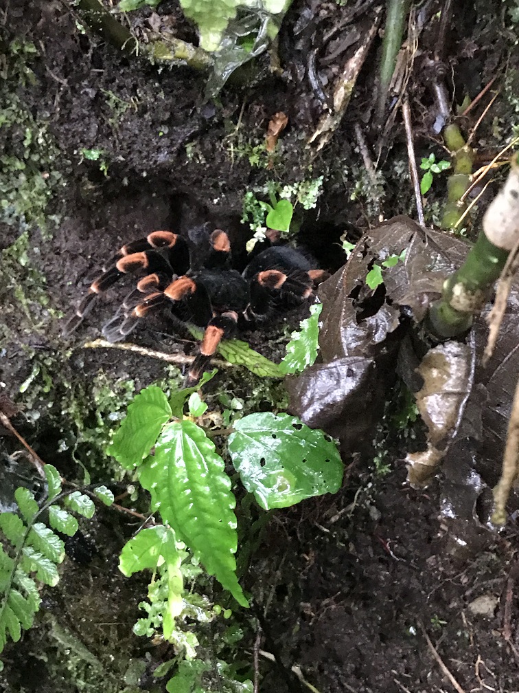 a large red and black tarantula